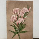 Signed watercolor with oleander flowers