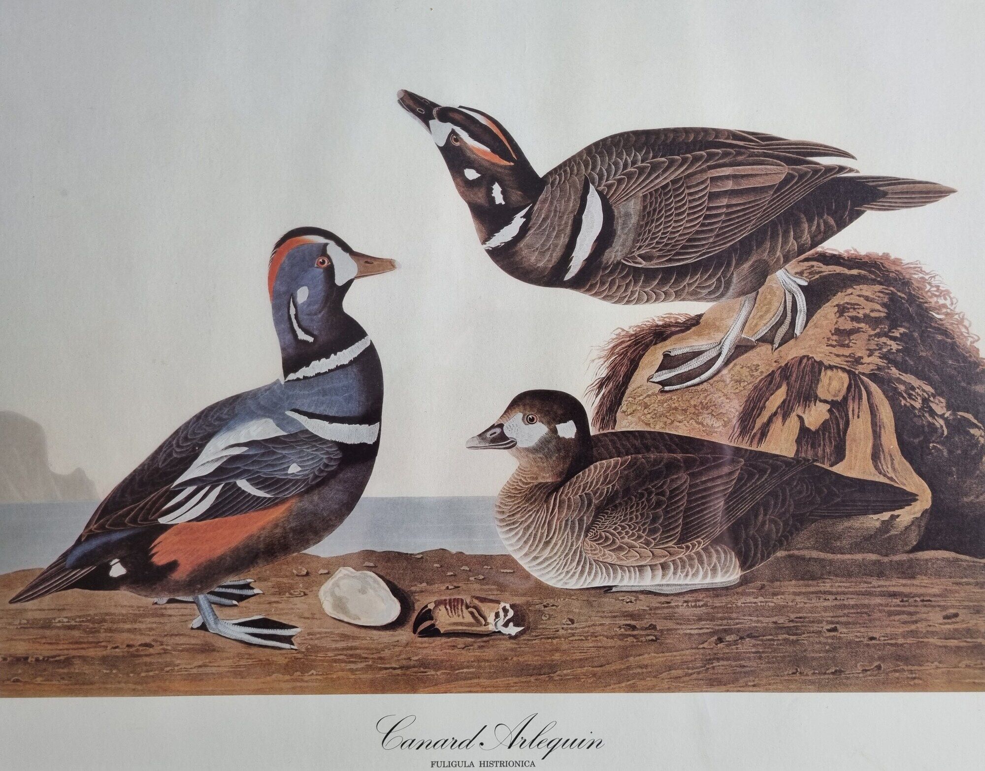 Vintage reproduction after Jean-Jacques Audubon, ornithology, Harlequin Duck