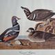 Vintage reproduction after Jean-Jacques Audubon, ornithology, Harlequin Duck