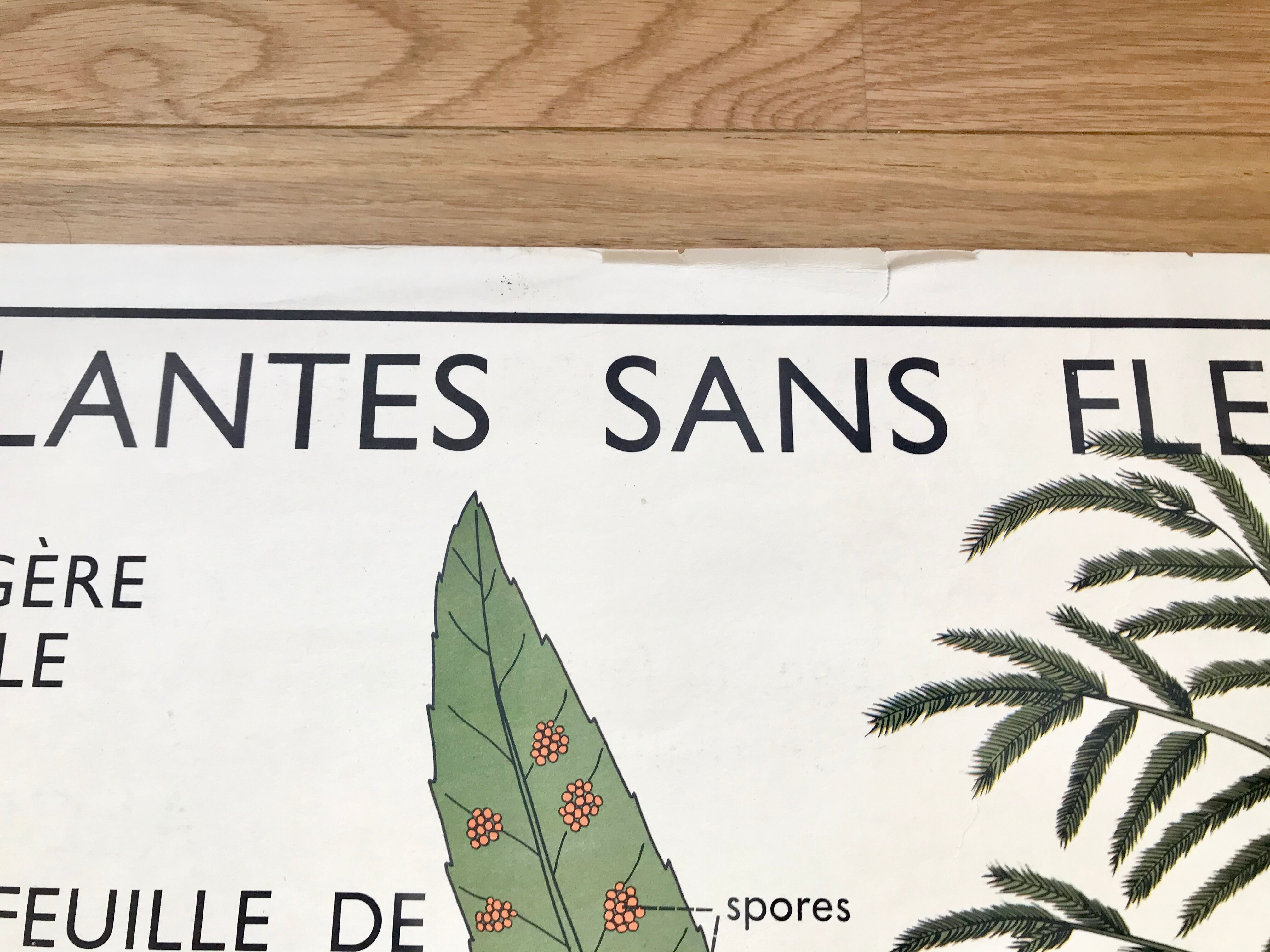 Rossignol pedagogical poster