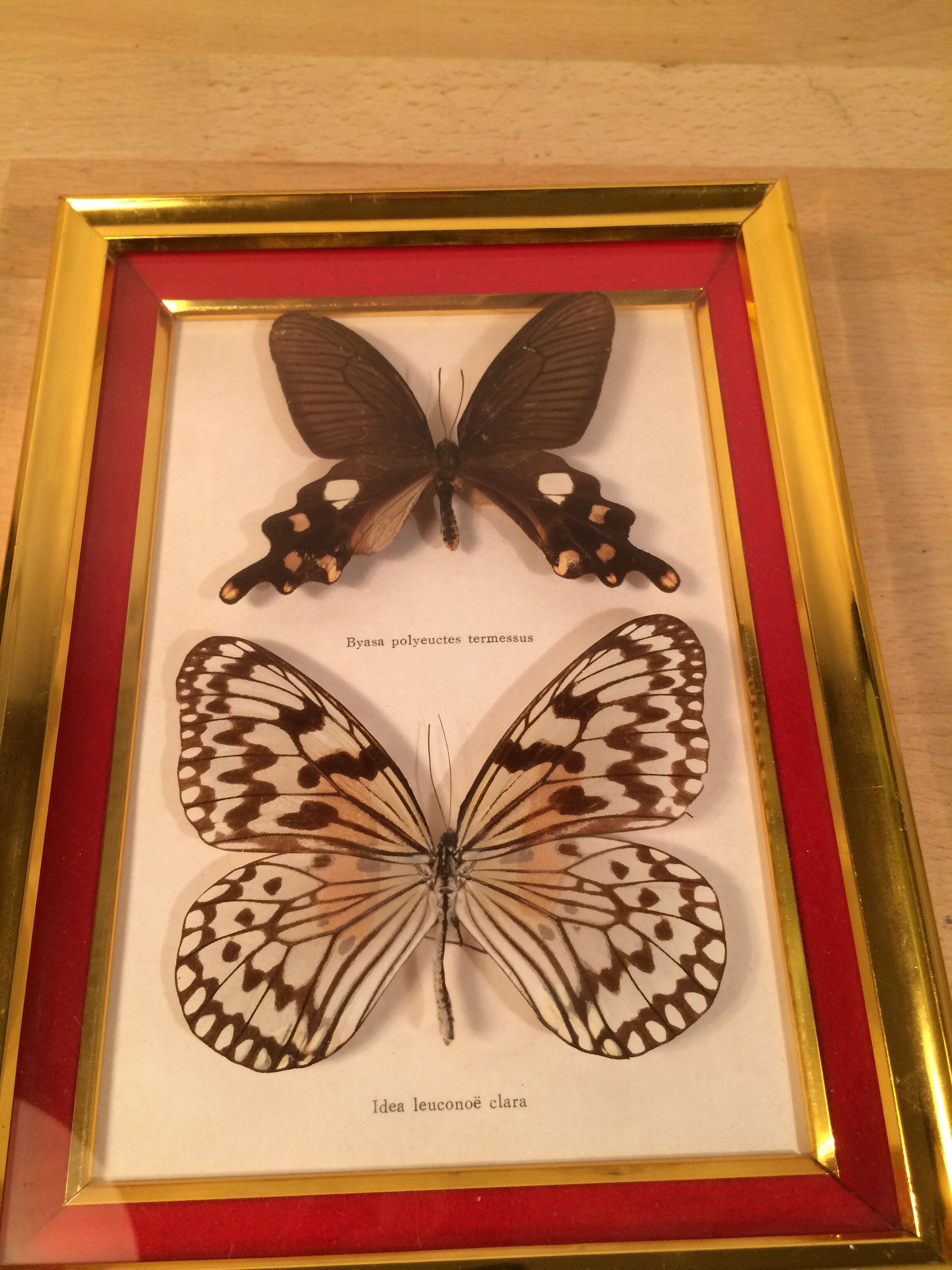 Pair of naturalized butterfly frames