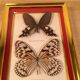 Pair of naturalized butterfly frames