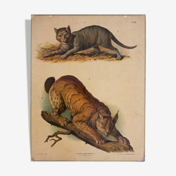 Poster cat Wall Chart F. Gerasch, for Gerold & Sohn 1879