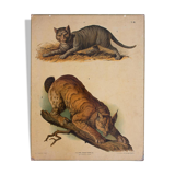 Poster cat Wall Chart F. Gerasch, for Gerold & Sohn 1879
