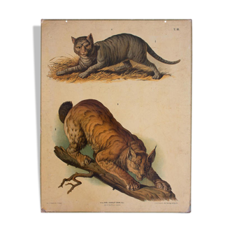 Poster cat Wall Chart F. Gerasch, for Gerold & Sohn 1879