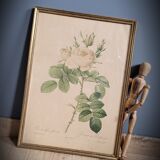 Litho rosier perfumers