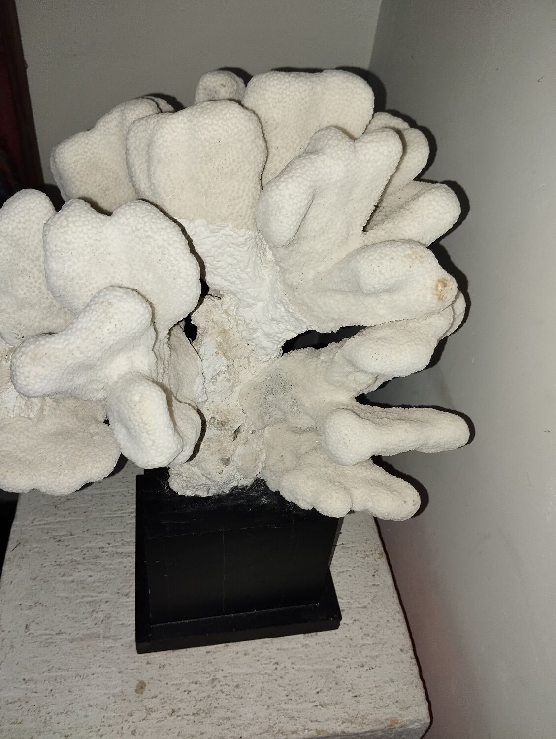 Coral on base cabinet of curiosities