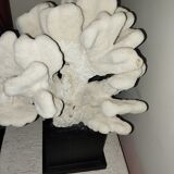 Coral on base cabinet of curiosities