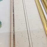 Pair of flower engravings by P.J. Redouté