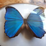 Papillon morpho naturalisé encadré