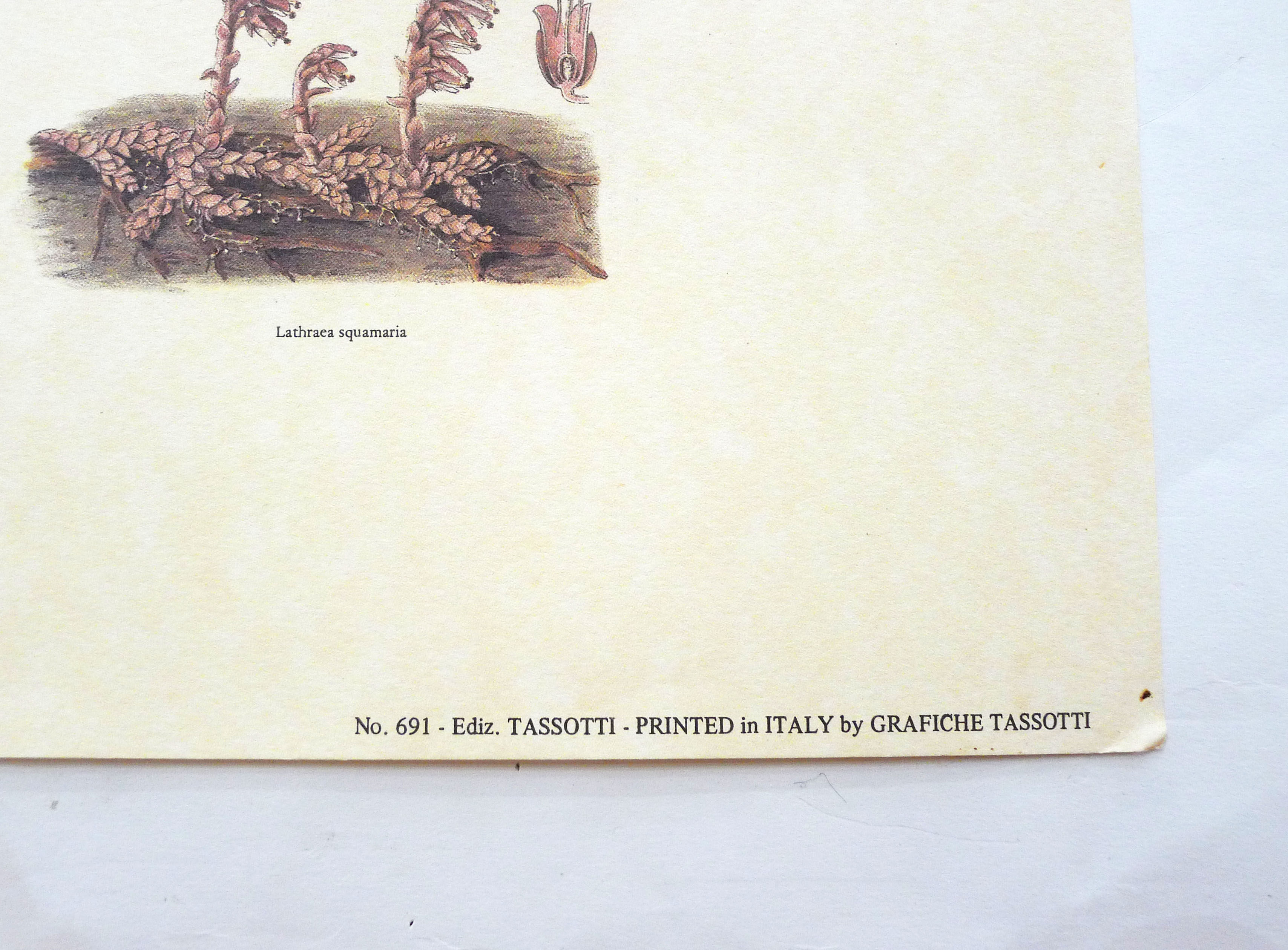 Mushrooms engraving board framed