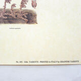 Mushrooms engraving board framed