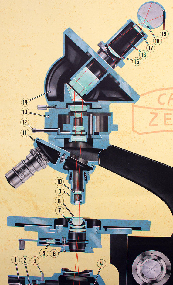 "Microscope" Carl Zeiss 1949 wall chart poster