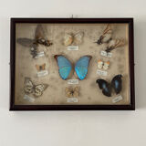 Butterfly framework naturalist entomology