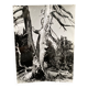 Silver gelatin photograph by Bernard Darot, Branches of a dead tree, 20th century
