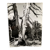 Photographie argentique Bernard Darot Ramure d'un arbre mort XXe