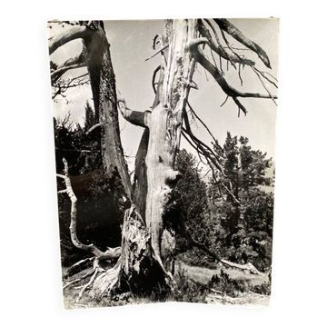 Photographie argentique Bernard Darot Ramure d'un arbre mort XXe