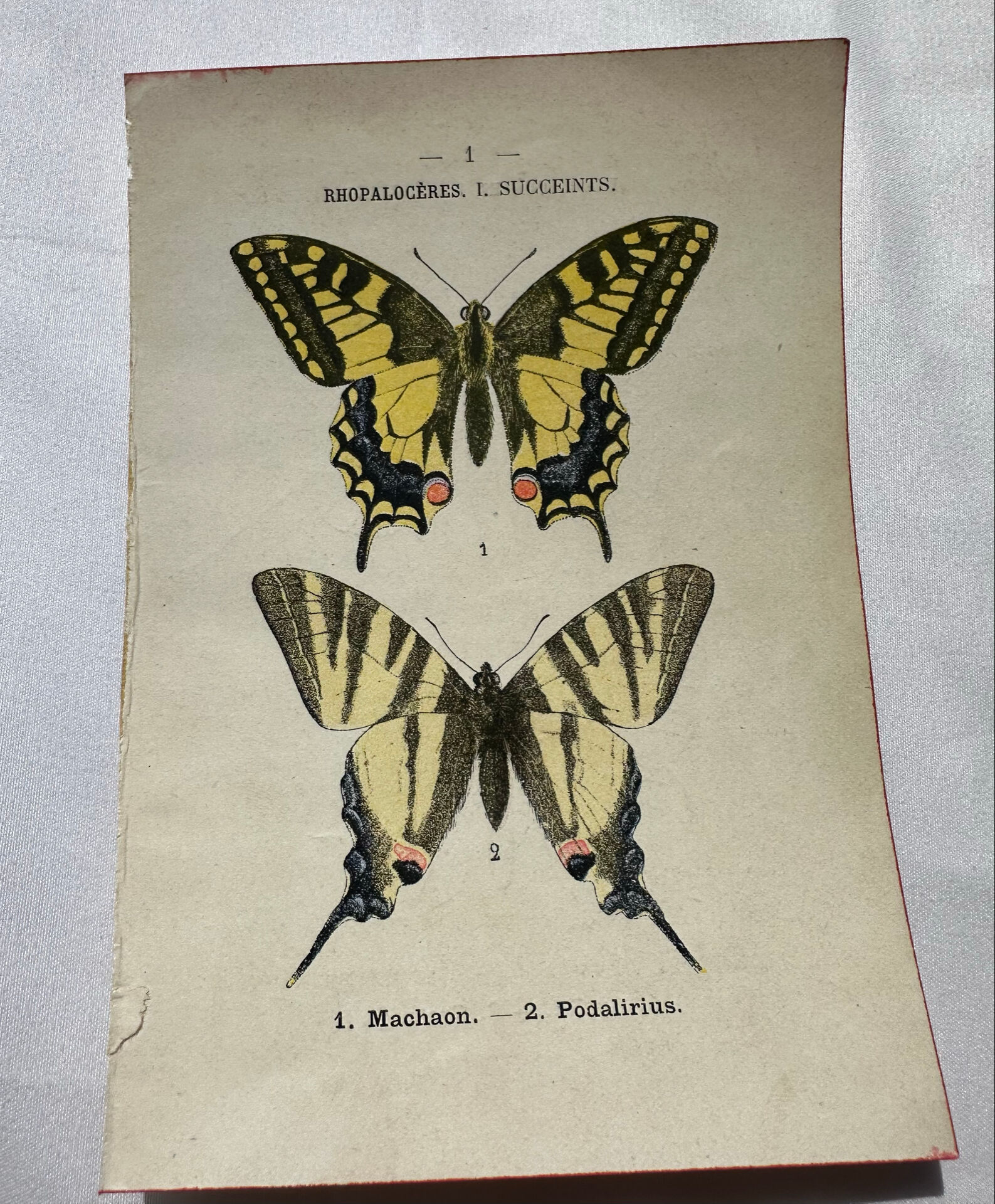 Gravure naturaliste  Papillon 19eme affiche botanique originale 1800