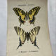 Gravure naturaliste  Papillon 19eme affiche botanique originale 1800