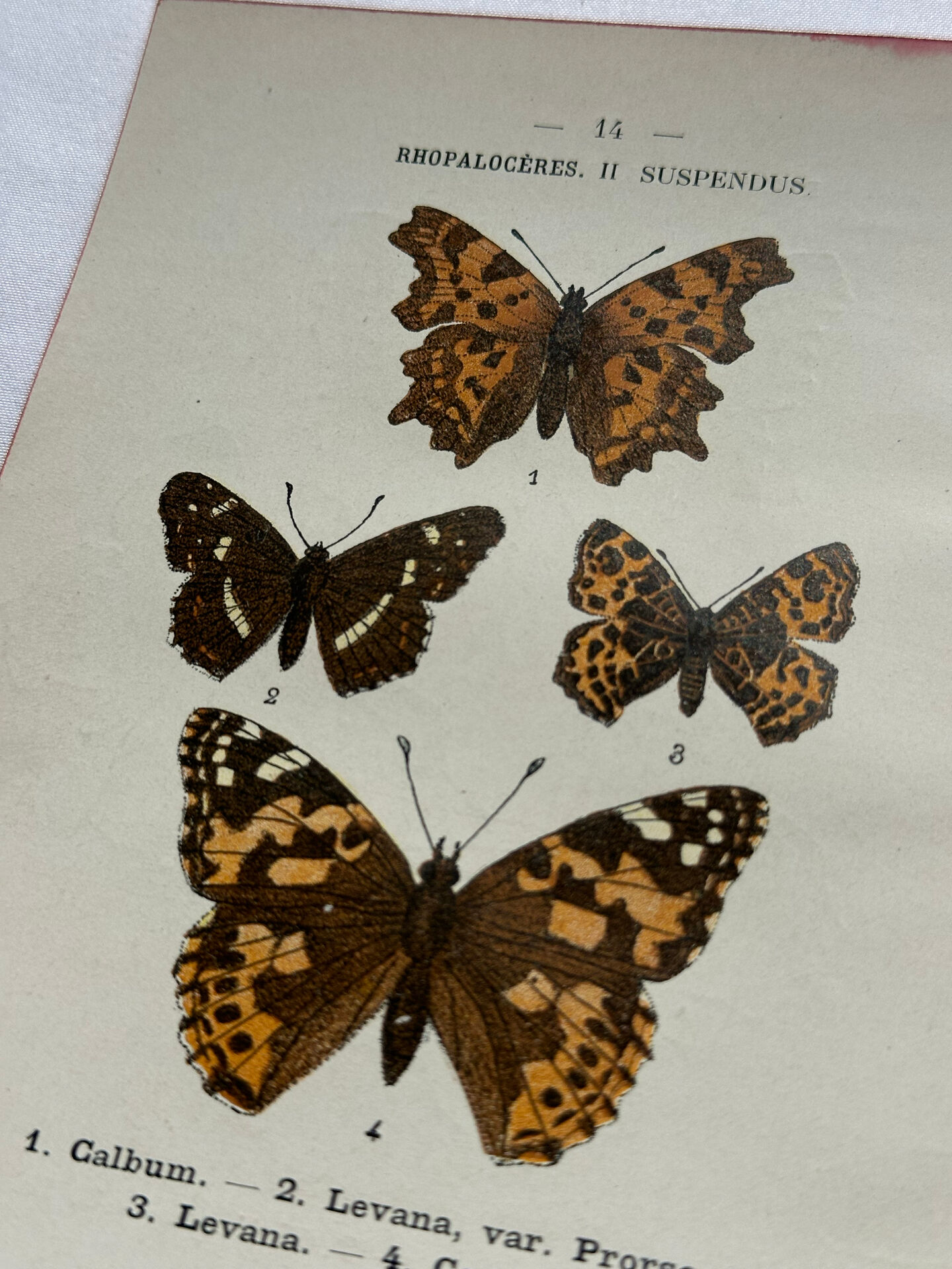 Botanical engraving double-sided butterflies naturalist plate etching