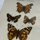 Botanical engraving double-sided butterflies naturalist plate etching