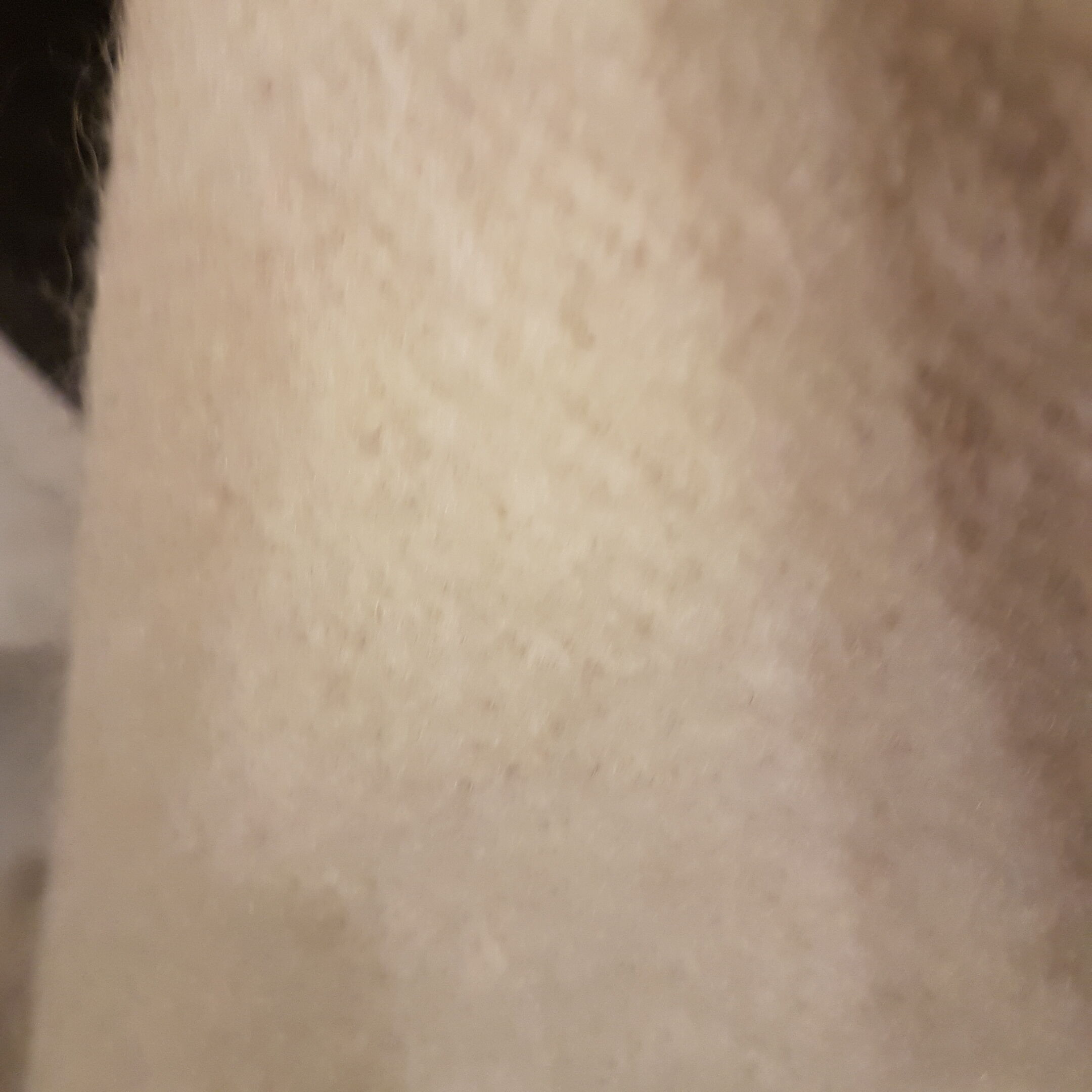 Vintage carpet in long hairwool 280 x 165 cm