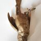 Bronze sparrow Comolera