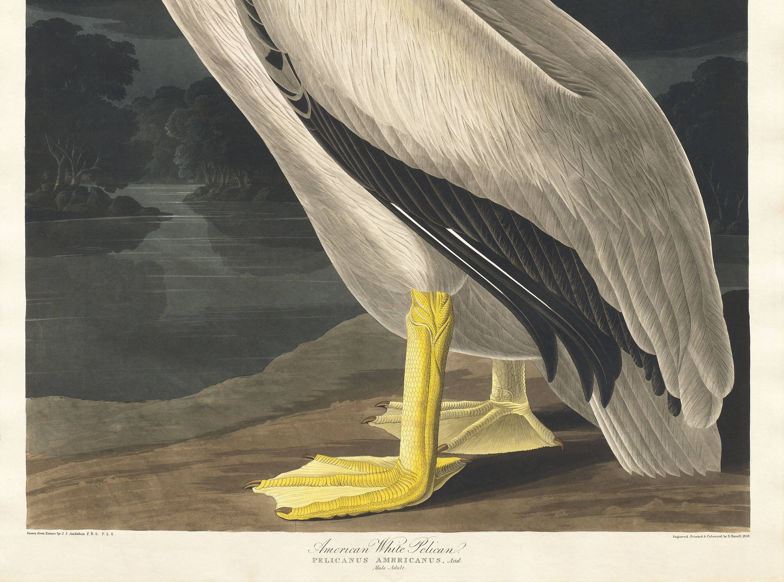 Poster of the White Pelican of America, after an old engraving