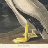 Poster of the White Pelican of America, after an old engraving