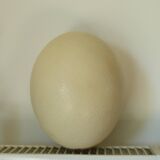 Autuche egg