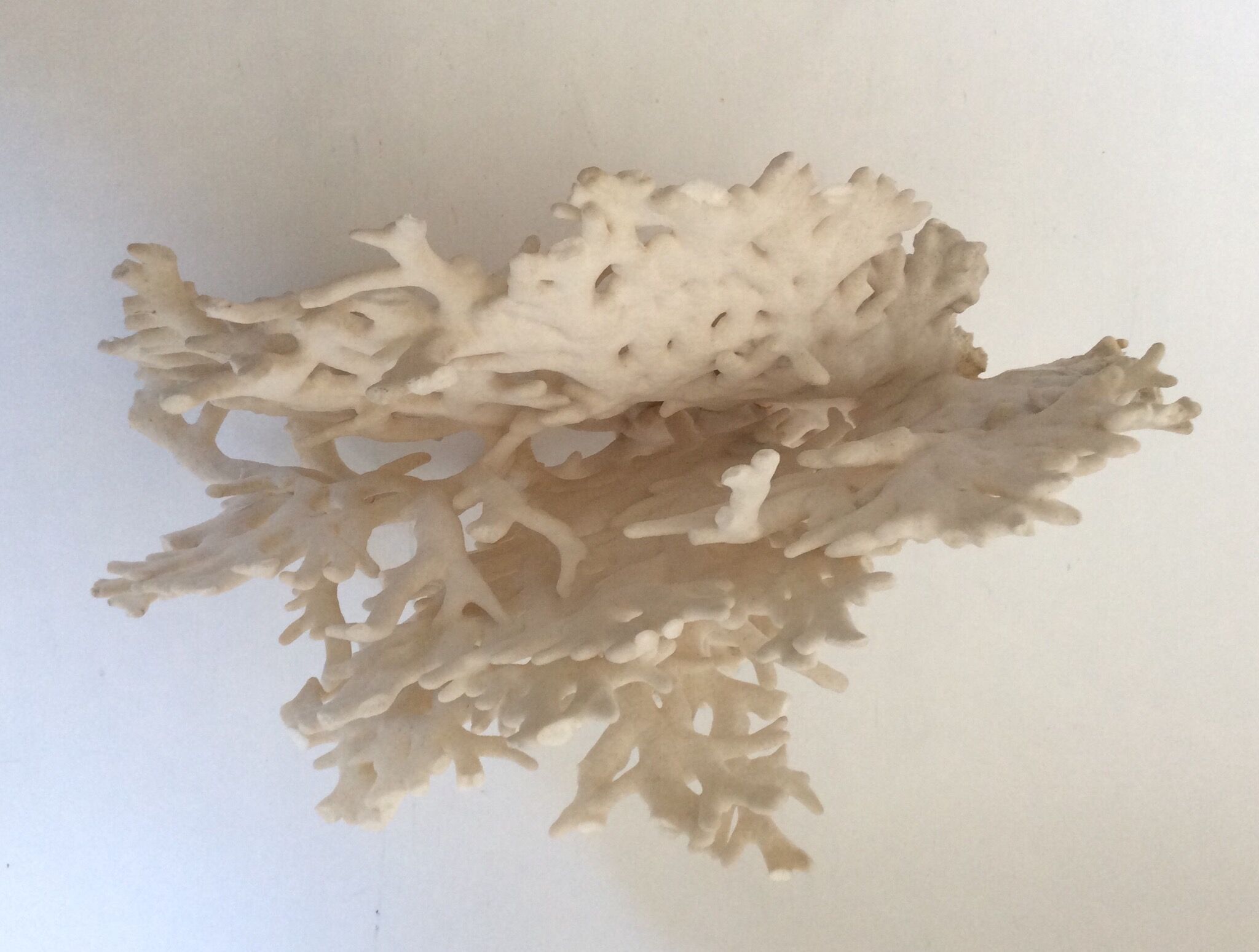 Corail blanc ancien