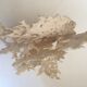 Corail blanc ancien