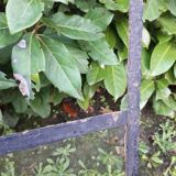 Industrial arched metal window L128xH114 19th century glass roof 2 leaves