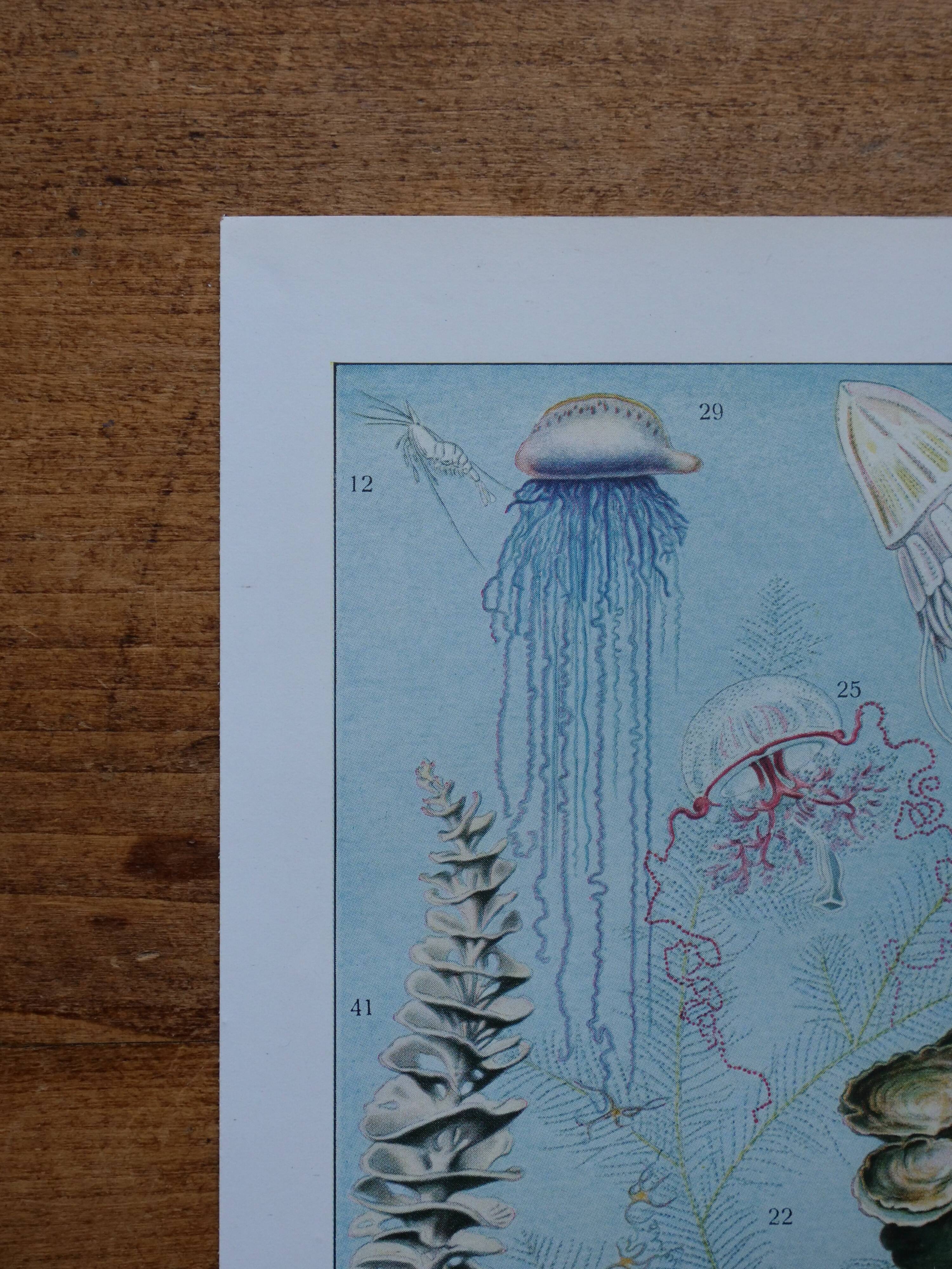 Lot of 2 lithographs on oceanography and molluscs