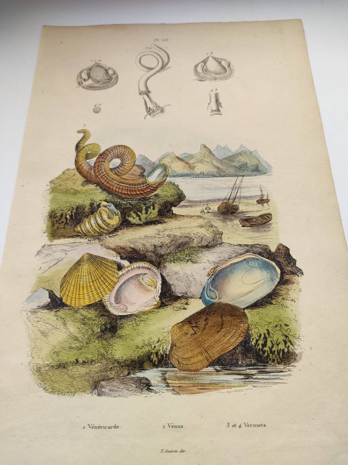 Old engraving from 1838 - Venericard shell - Original zoological and maritime plate
