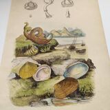 Old engraving from 1838 - Venericard shell - Original zoological and maritime plate