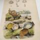 Old engraving from 1838 - Venericard shell - Original zoological and maritime plate