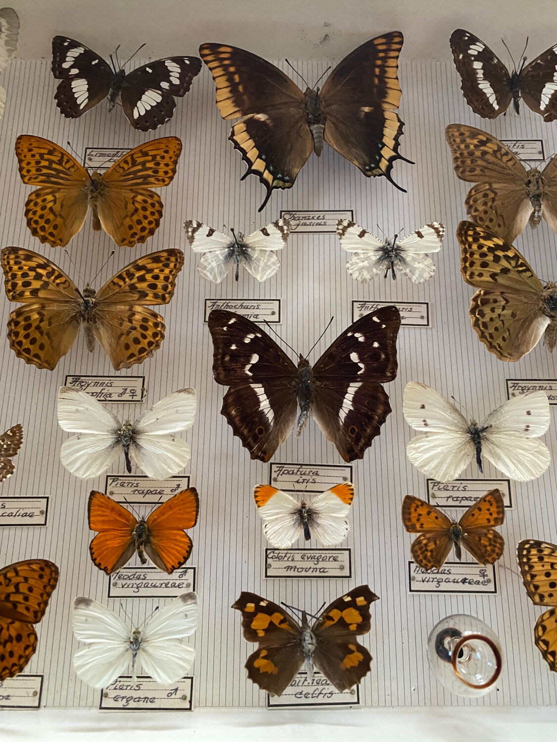 Entomology box of vintage stuffed butterflies