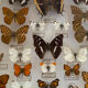 Entomology box of vintage stuffed butterflies