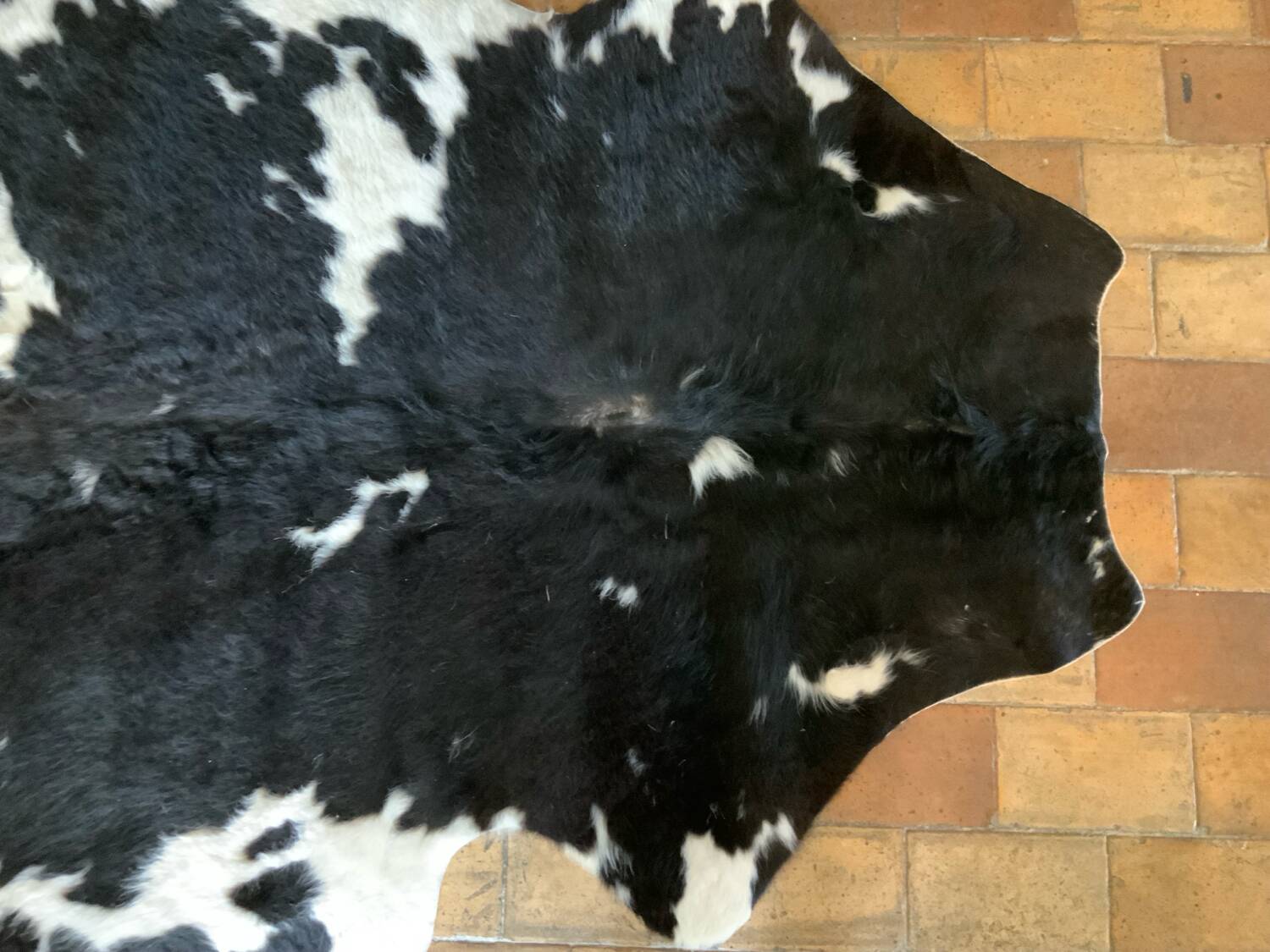 Cow skin