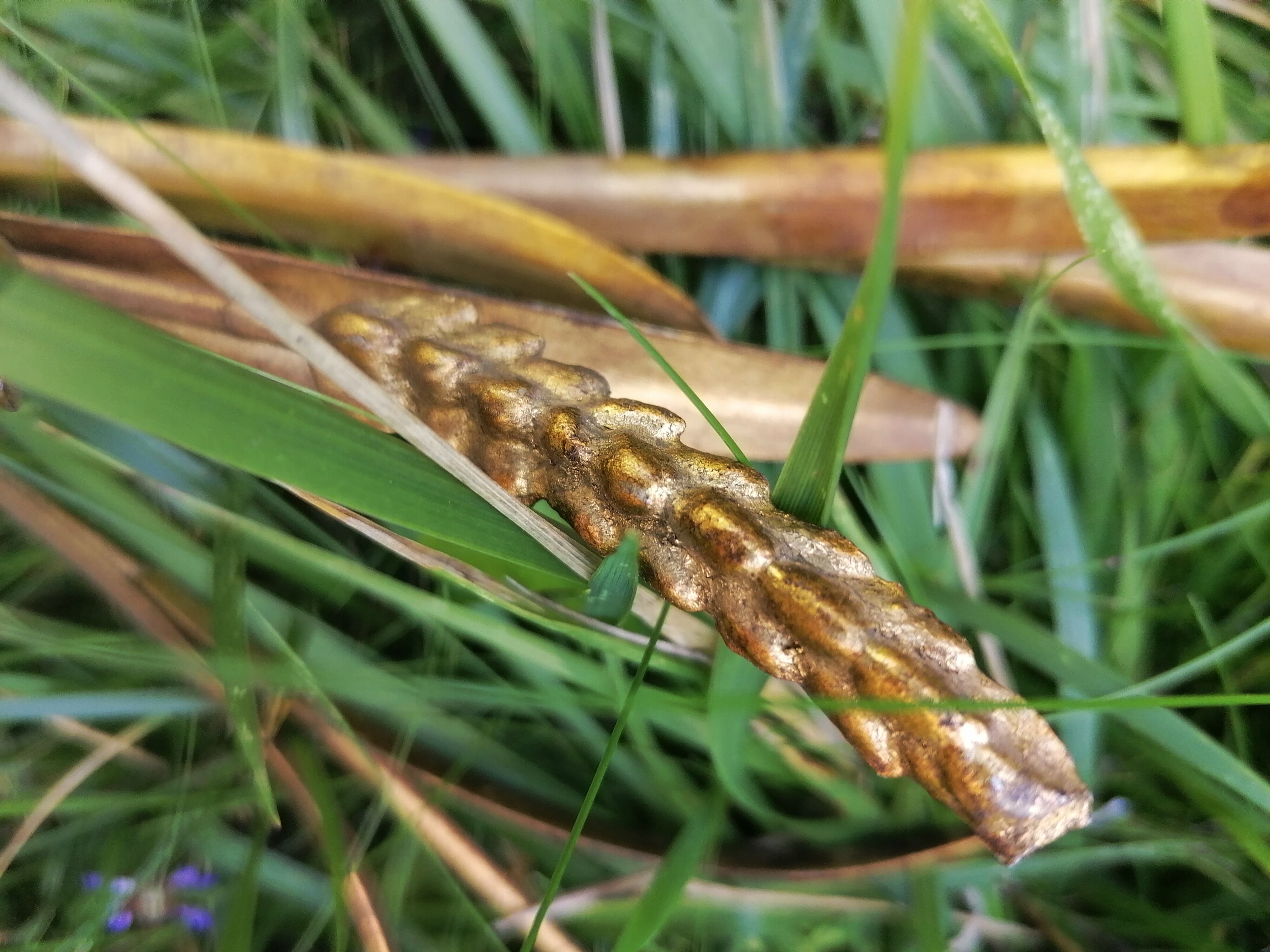 Applies in ears of ble