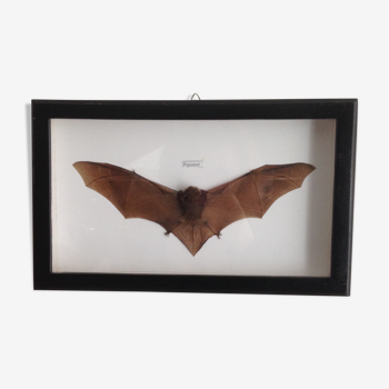 Naturalized bat