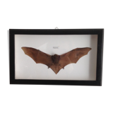 Naturalized bat