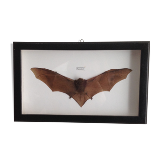 Naturalized bat