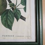 Apple tree illustration frame