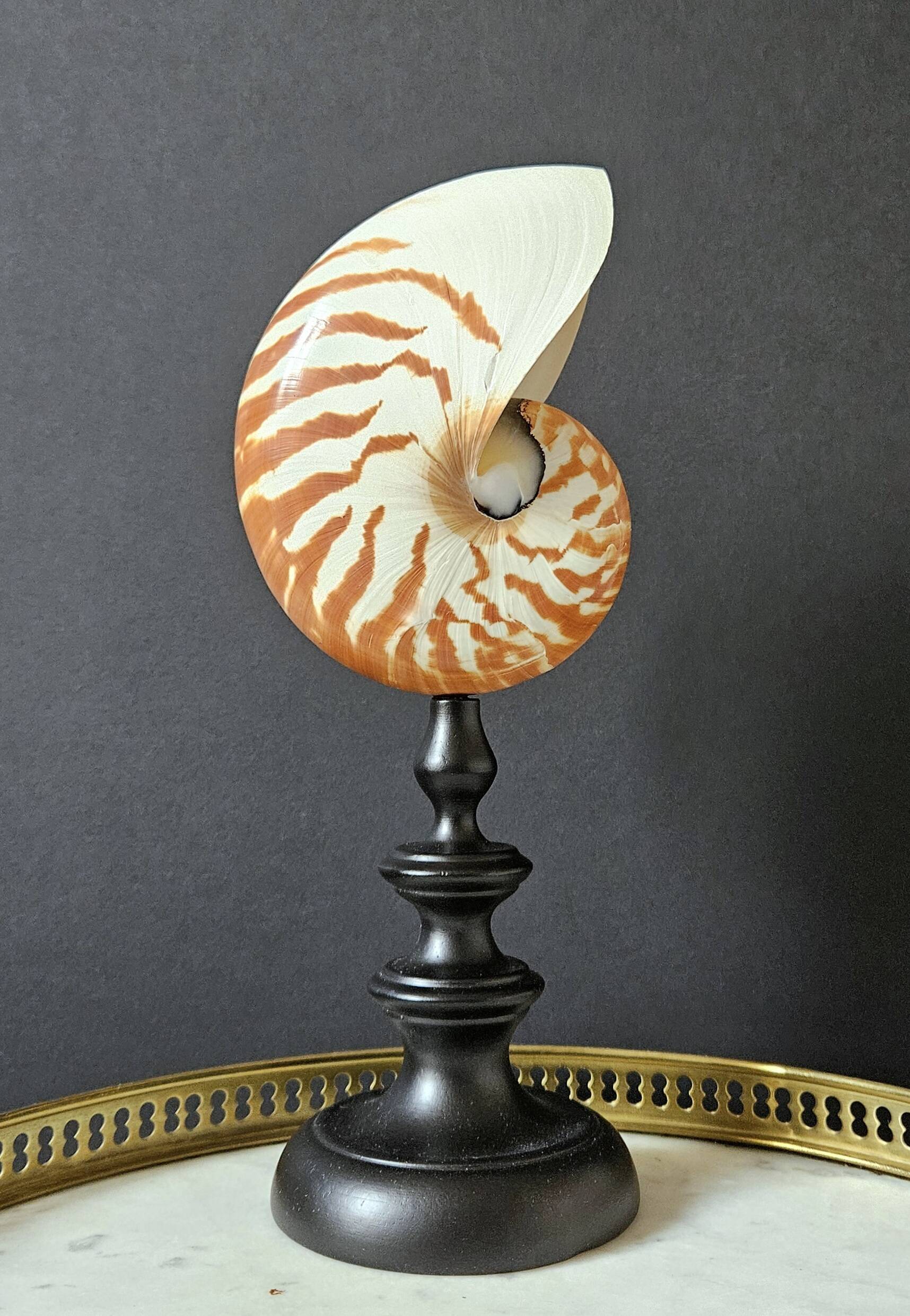 Nautilus / Natural Nautile, Black Turned Wood Base H: 25 cm