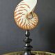 Nautilus / Natural Nautile, Black Turned Wood Base H: 25 cm