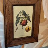 Set of three small framed fruit prints