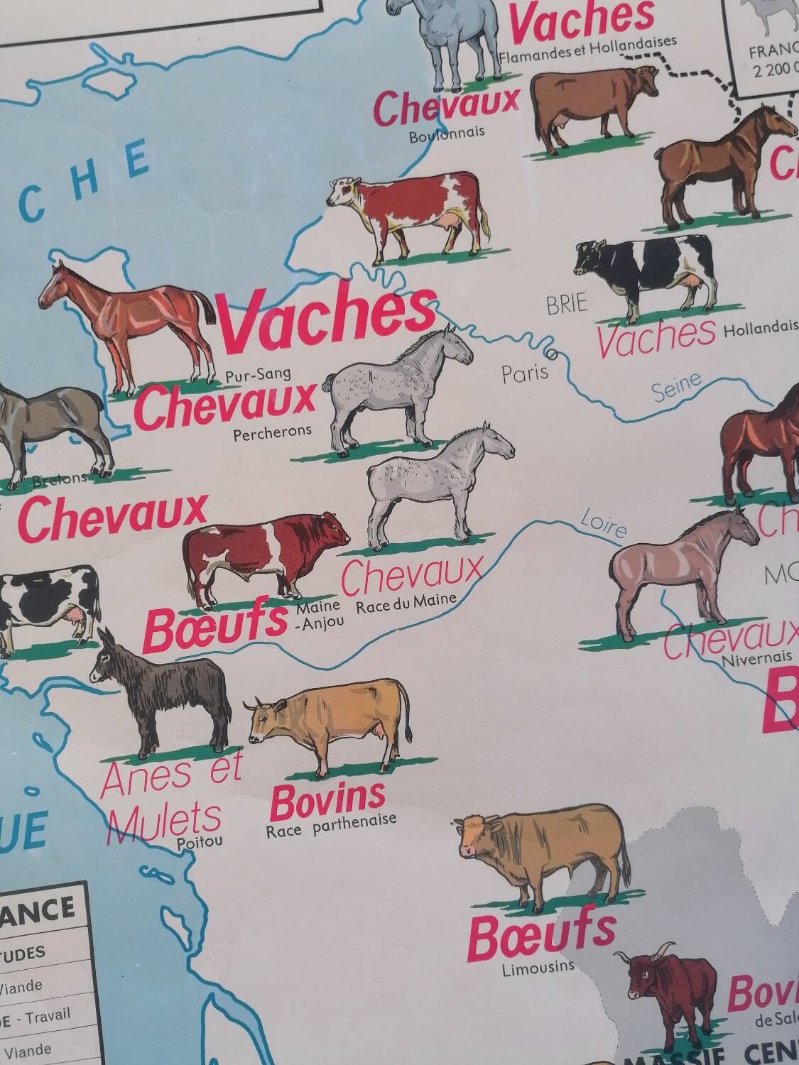 Ancienne affiche scolaire MDI France, le gros élevage et le Rhône.