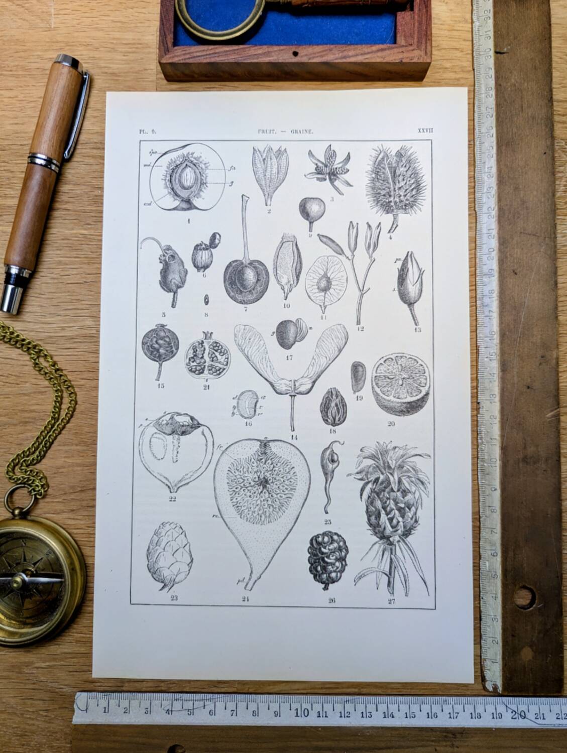 Printed in 1889, fruits and seeds. Antique botanical plate.